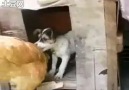 Köpek Tavuğa neler yapiyo yaa :))))))