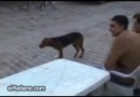 Köy düğünlerine fazla takılan köpek :)