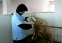 Koyunun Zekasına Bakın Yaa :)