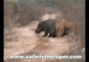 Kruger Lions Kill Hippo (not for sensitive viewers) [HQ]