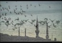 Kuşlar-ömer karaoğlu [HQ]