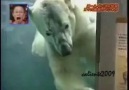 Kutup ayısı, kızı kutup ayısı sanıp :D