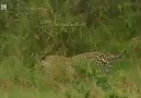 Leopards vs zebra - BBC wildlife