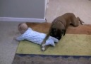 Linus The Boxer Loves His Baby!!! [HQ]