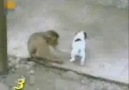 Maymun kopeğin şeyini görünce gülme krizine girdi :)