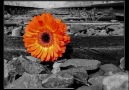 Mehmet Atli DENGÊ DILÊMIN [ Kürd Müziği - Mûzîka Kurdî ] [HQ]