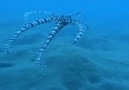 Mimic Octopus!!!!! [HQ]