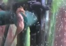 Moment of birth of the sea horse