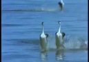 Müzik Ve Klib'e Dikkat! xD Dar GeLdi Sana AnGara xD