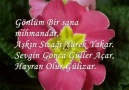 Naat..(Ayhan Özel)