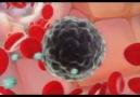 natural killer cells (doğal öldürücü hücreler) tr altyazılı