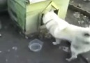 Nedir Bu Köpeklerin Kedilerden Çektiği xD