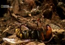 N.G İnsect Wars Böcek Savaşları________(4/4) [HD]