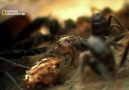 N.G İnsect Wars Böcek Savaşları________(2/4) [HD]