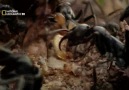 N.G İnsect Wars Böcek Savaşları________(1/4) [HD]