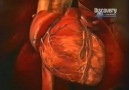N.G TR   Discovery Channel kalp krizi  1~2
