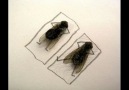Ölü sineklerden resim çalışmaları :) psikopat işi :)