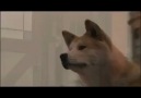Öneri Film ; Hachiko: A Dog's Story