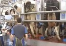Otomatik Süt Sağım Ünitesi