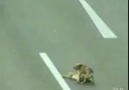 Otoyoldaki Bir köpeğin İnsanlığa Verdiği Ders ..!