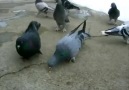 Oyun Güvercinleri