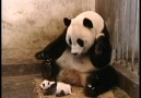 Pandanın Yavrusu Hapşırırsa :xD [HQ]