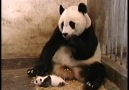 panda yavrusu da hapşırır [HQ]