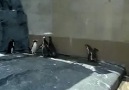 Penguenlerin Kafası Çok Karışık :)