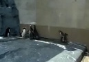 Penguenlerin Kafası Çok Karışık :)