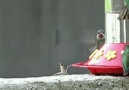 Peygamberdevesi kuş, fare ve balık avlıyor !