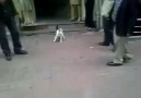 pisikopat kedi rottweilere saldırdı :))