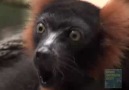 Red-Ruffed Lemur Group Shriek