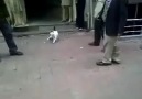 Rottweilara saldıran psikopat kedi. :)