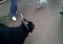 Rottweilara saldıran psikopat kedi x) (Diyarbakır)