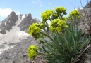 13.02.2010 Şalpazarı Ağasar Derneği Gecesi SAMSUN [HQ]