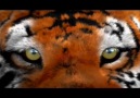 Save The Tiger / WWF [HQ]