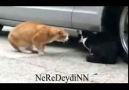 SevgiLisiNi FırçaLayan Kedi  :)