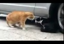 Sevgilisini Fırçalayan Kedi xD
