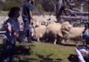 Sheep Jump...---Koyun Kameramana atladı...:) [HQ]