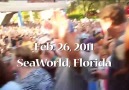 Show with dolphins at Sea World, Orlando
