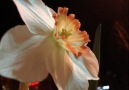 Şiir-Cemal Safi-Ezan çiçekleri Bedirhan Gökçe