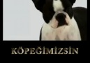 Siz Bizim Köpeğimizsiniz(Emeğe Saygı)