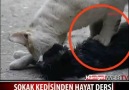 Sokak Kedisinden Hayat Dersi!!!