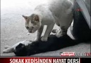 SOKAK KEDİSİNDEN HAYAT DERSİ ...İZLEMEDEN GEÇMEYİN