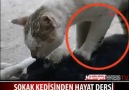 SOKAK KEDISI ÖLEN DİŞİSİNE KALP MASAJI YAPTI !!!