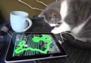 Teknolojiyi yakından takip eden kedi...