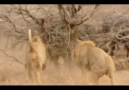 The Confrontation - 3 male Lions versus 300 Cape Buffalo [HQ]