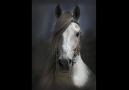 -The Horses & Photo by Kadir Çivici - [HQ]