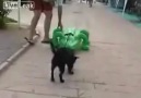 Timsah Şakası...Köpek yusuf yusuf xD