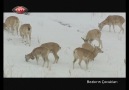TRT  Bozkırın Çocukları ░ Bölüm 3 / 4 ░ [HQ]